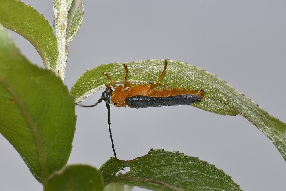 Oberea oculata